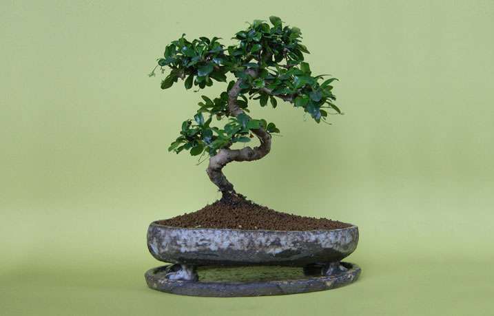 Photo du bonsaï : Poterie pour bonsaï de Jc Herman