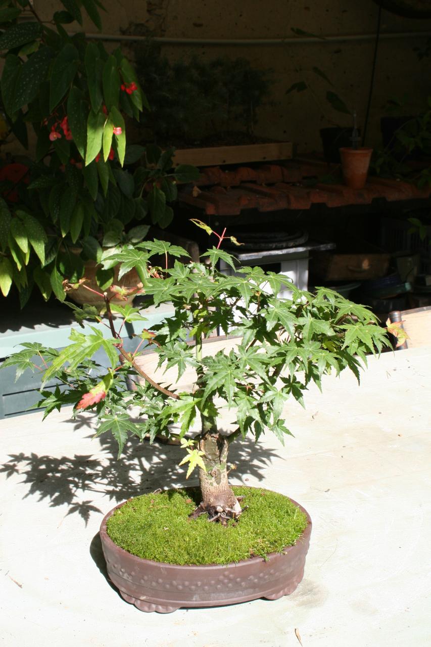 Photo du bonsaï : Acer Palmatum