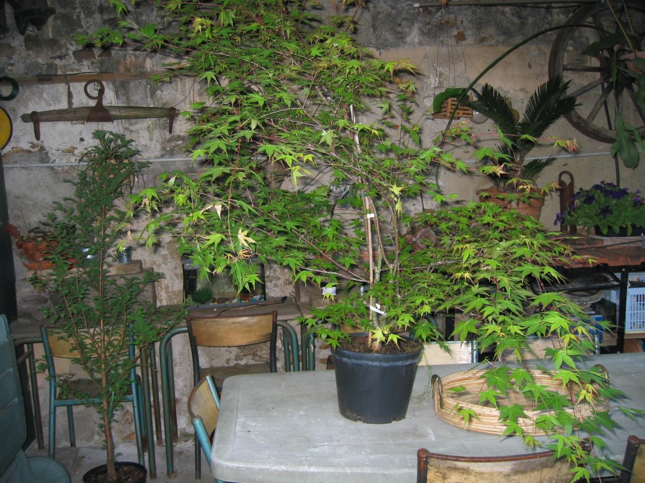 Photo du bonsaï : Acer Palmatum