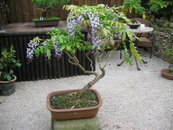 Photo du bonsaï : Glycine