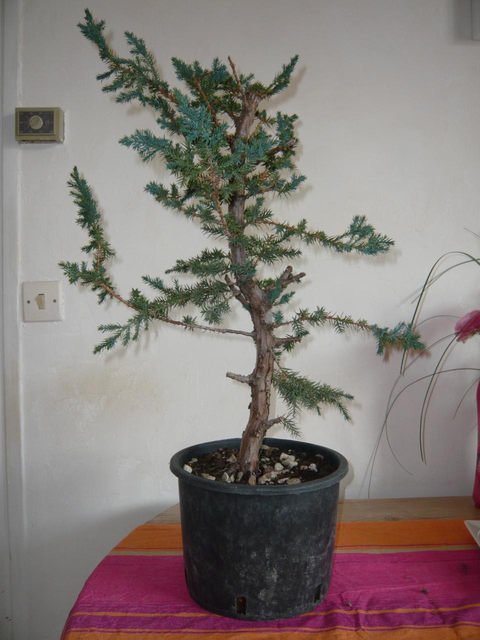 Photo du bonsaï : Genévrier de Chine