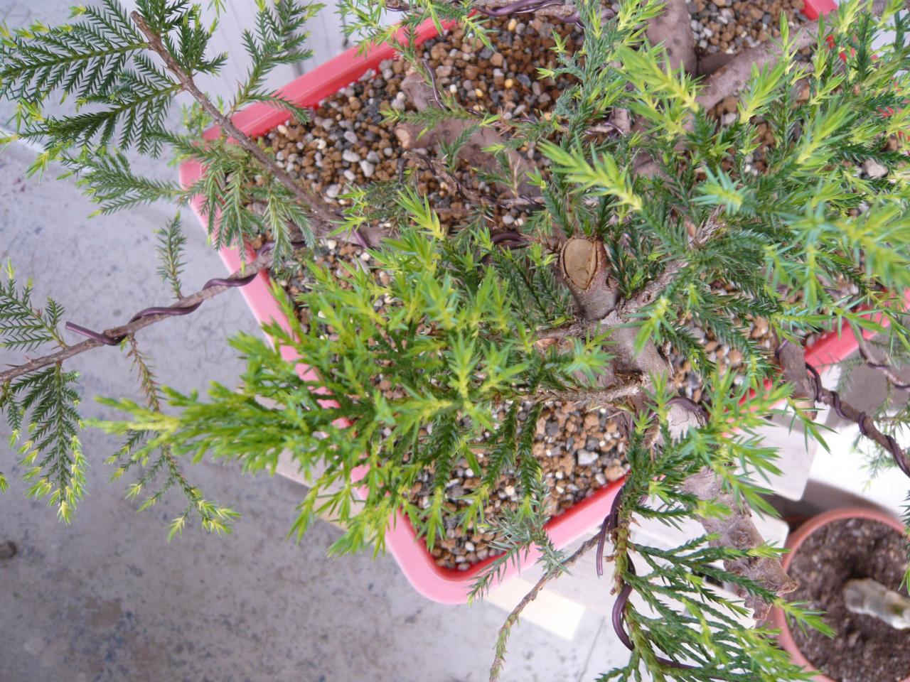 Photo du bonsaï : Genévrier de Chine - Goldstar