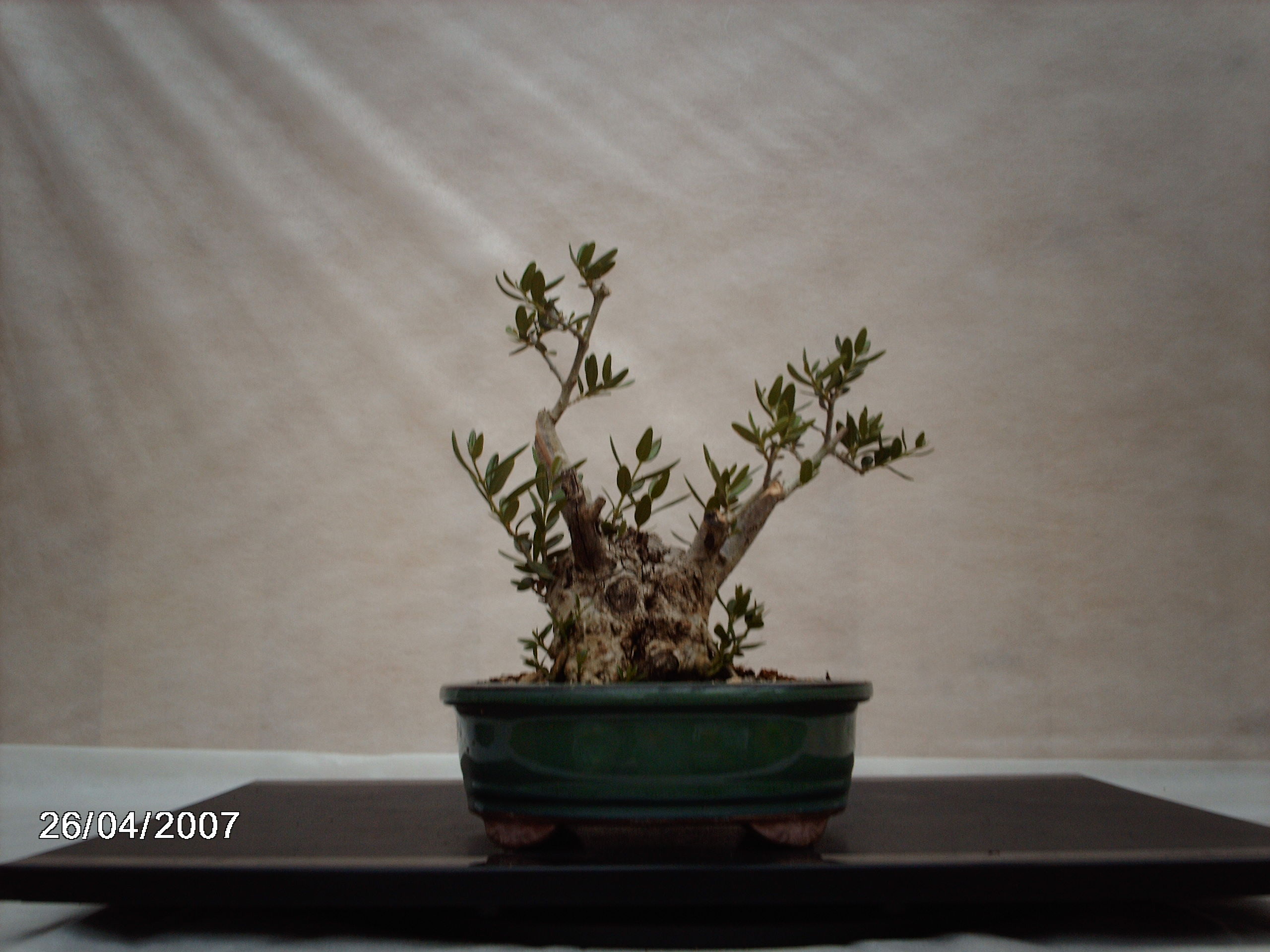 Photo du bonsaï : mini