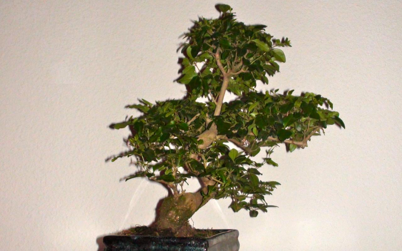 Photo du bonsaï : troene de chine