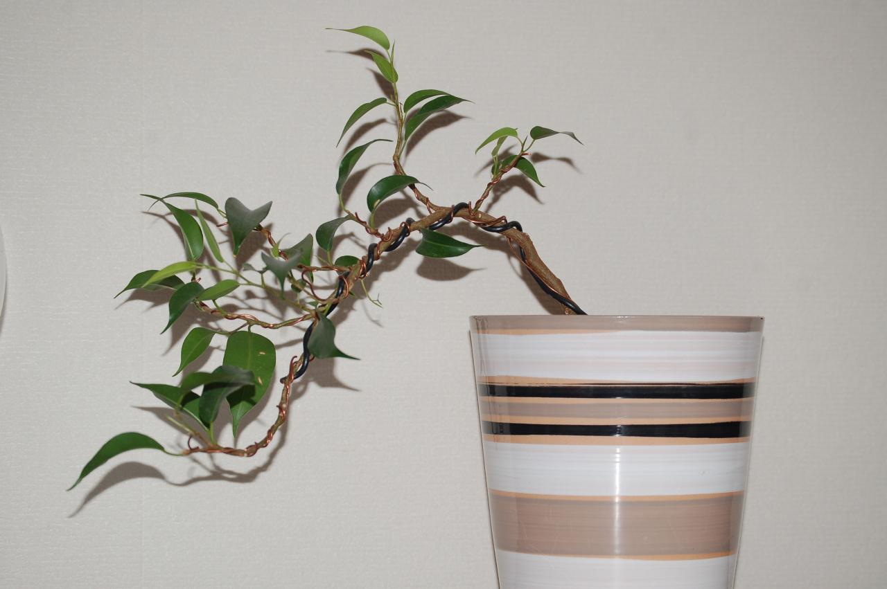 Photo du bonsaï : Figuier Pleureur