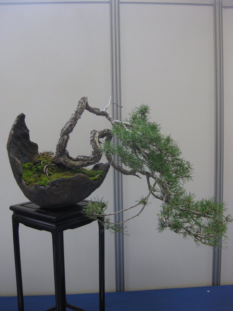 Photo du bonsaï : Pin