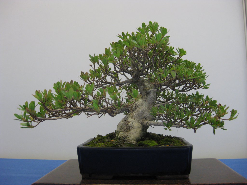Photo du bonsaï : Azalée