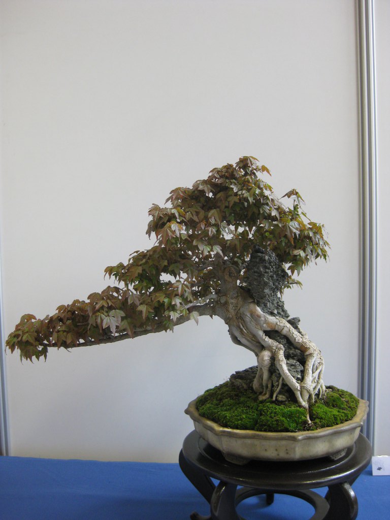 Photo du bonsaï : Erable de Buerger