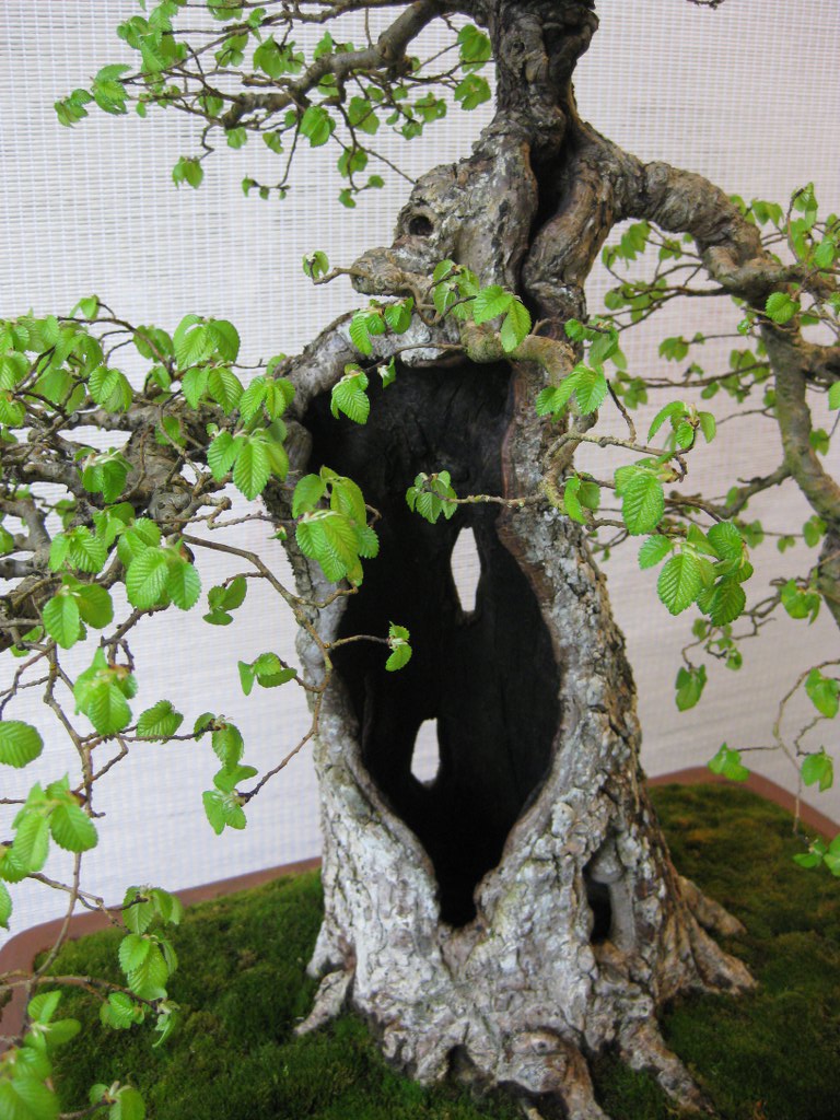 Photo du bonsaï : Orme champêtre