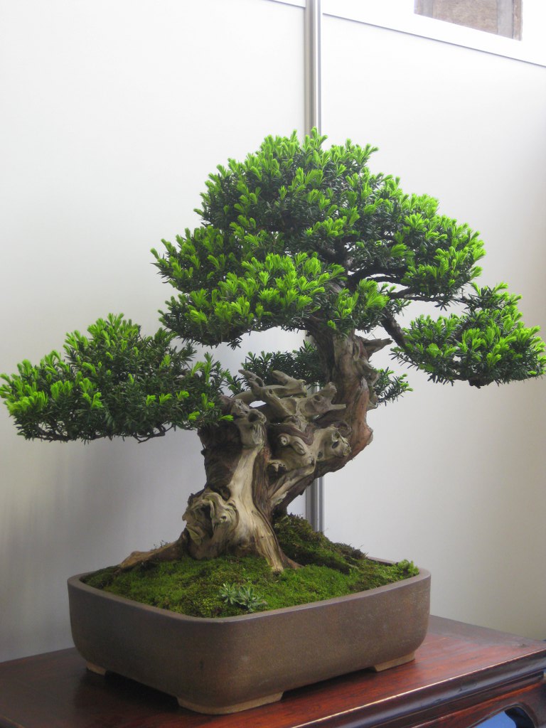 Photo du bonsaï : If