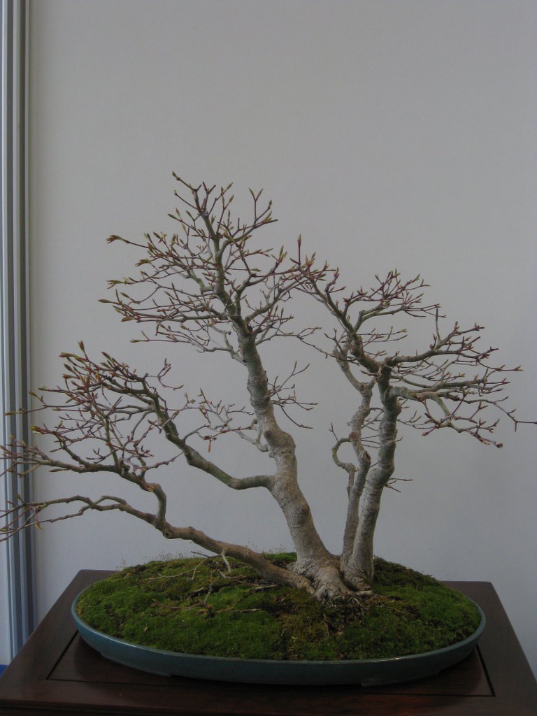 Photo du bonsaï : Erable palmé