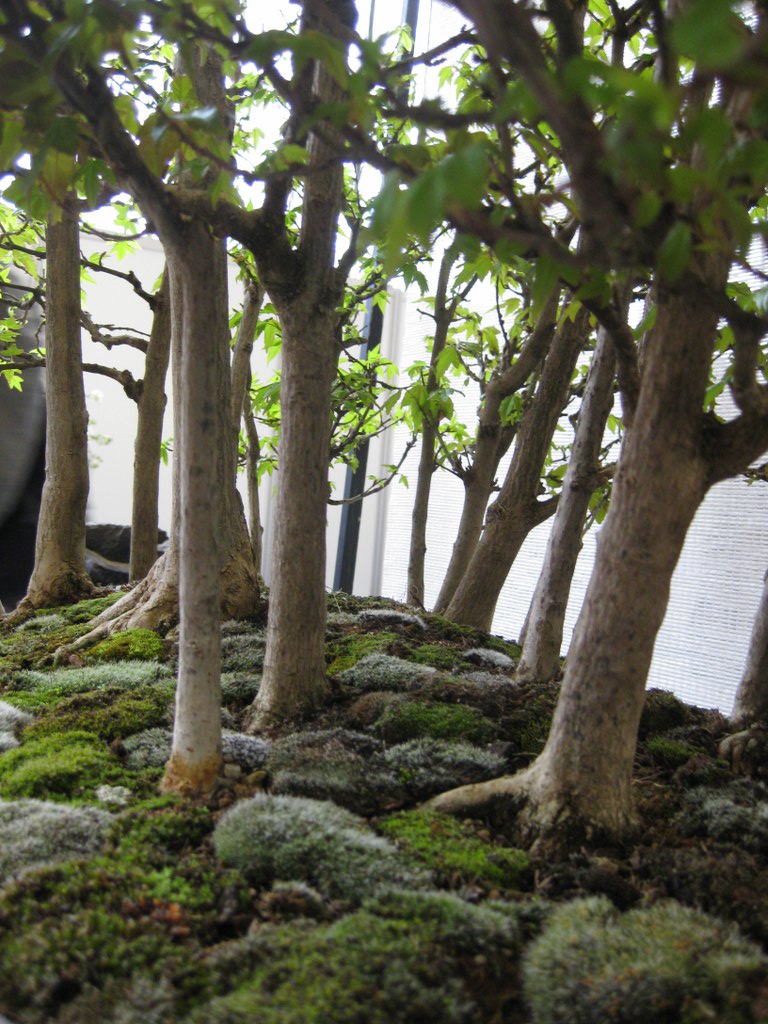Photo du bonsaï : Erable de Buerger
