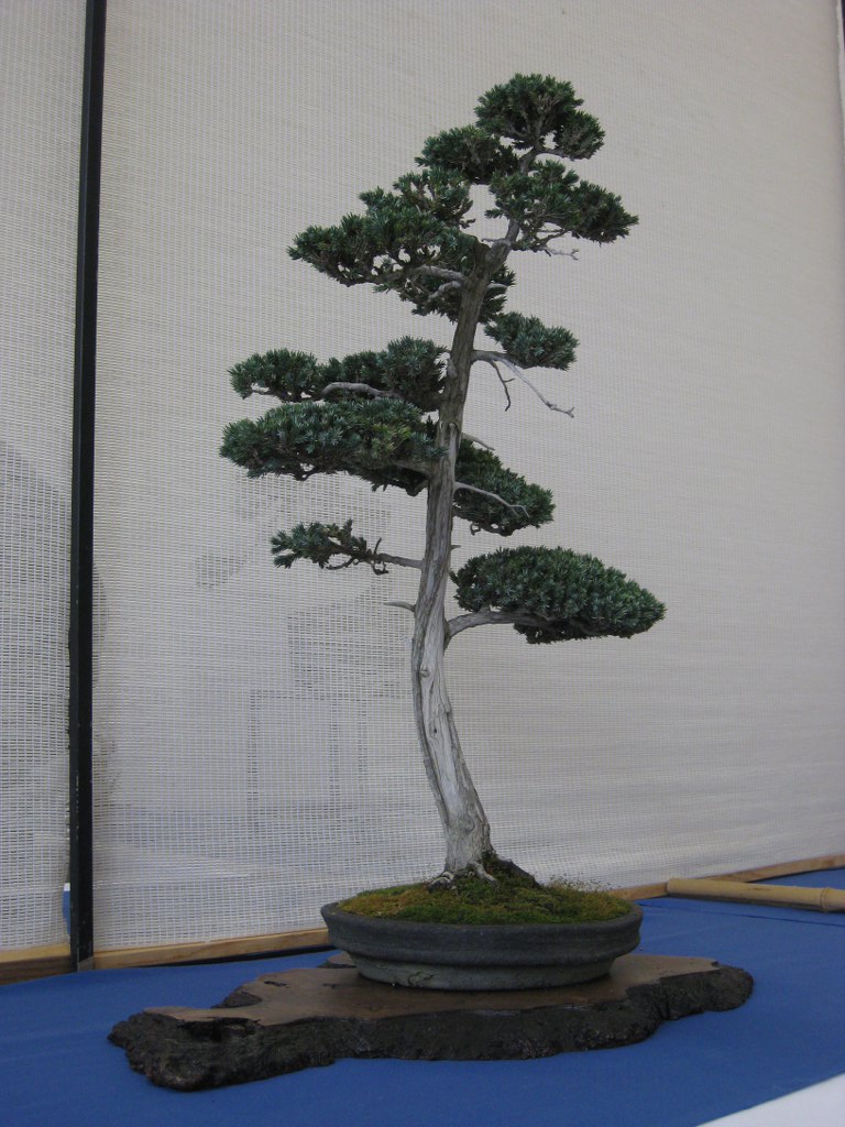 Photo du bonsaï : Genévrier Squamata