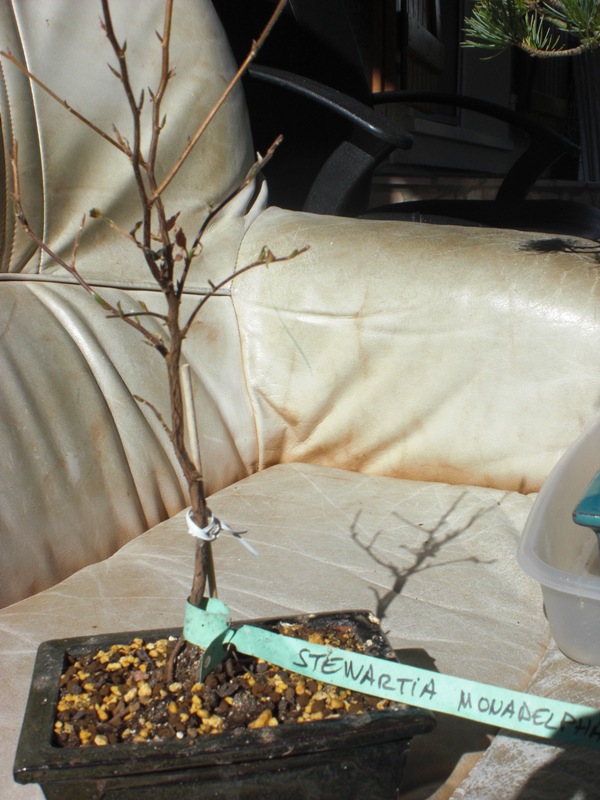 Photo du bonsaï : stewartia monadelpha
