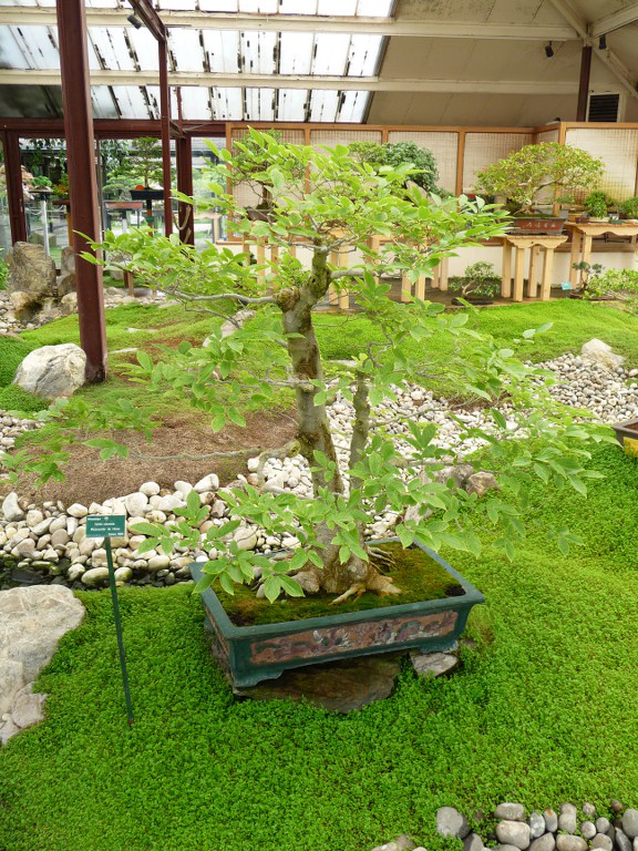 Photo du bonsaï : Micocoulier de Chine