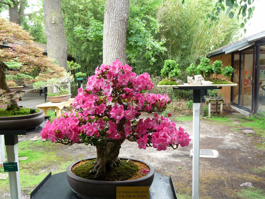 Photo du bonsaï : En fleur