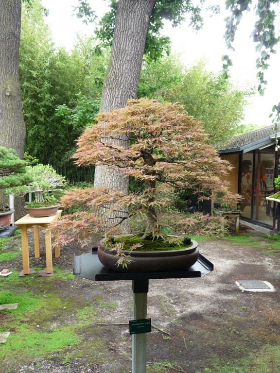 Photo du bonsaï : Un érable palmé
