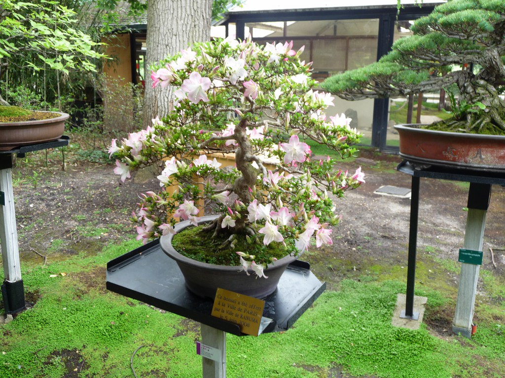 Photo du bonsaï : En fleur