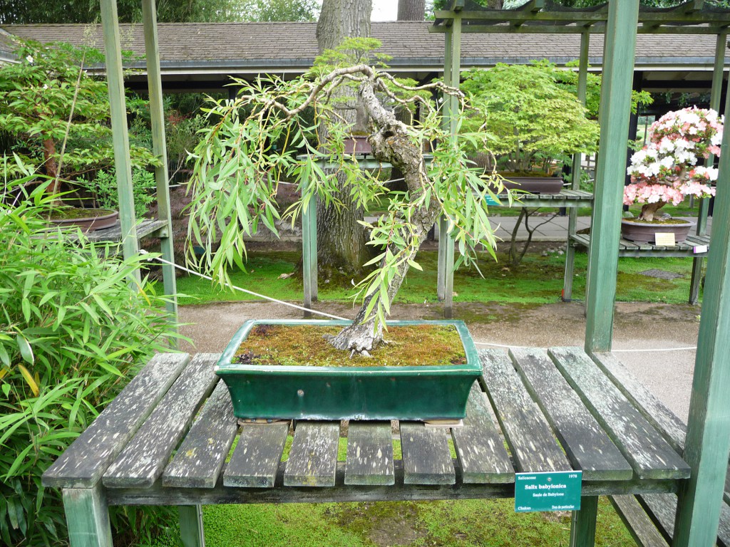 Photo du bonsaï : Salix Babylonica