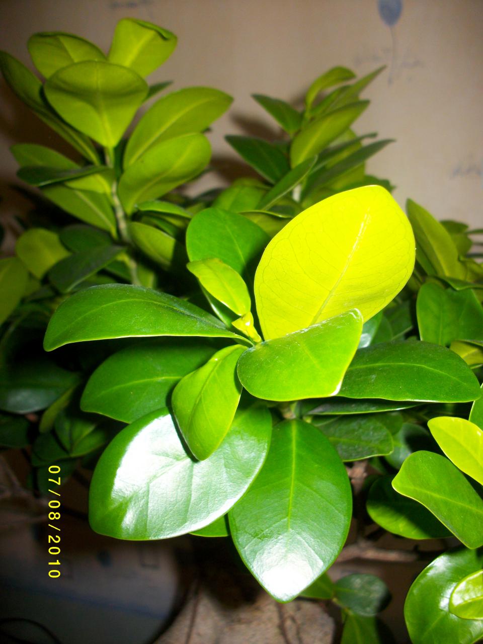 Photo du bonsaï : ficus ginseng