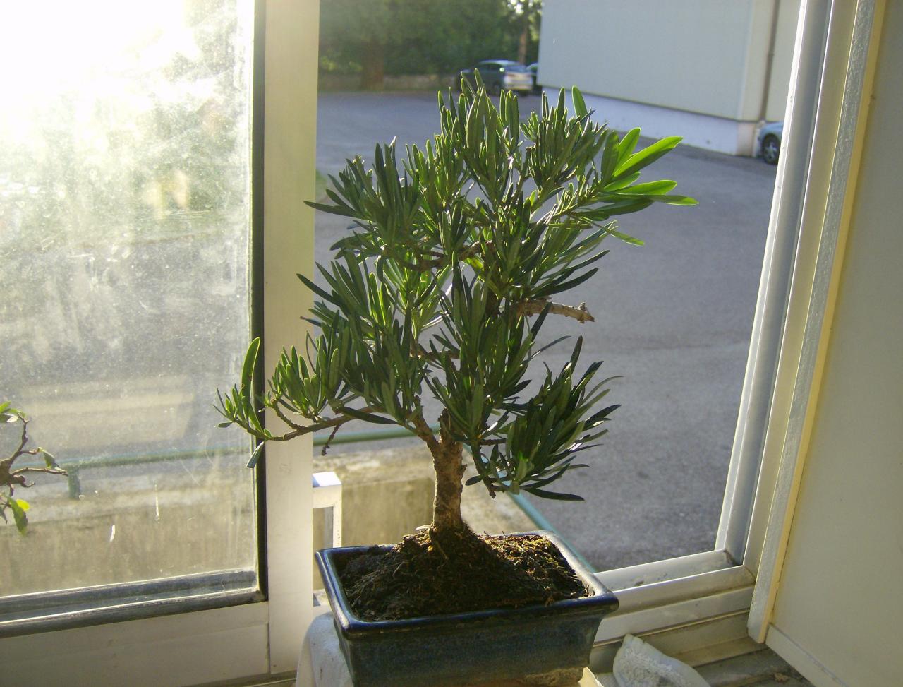 Photo du bonsaï : Podocarpus