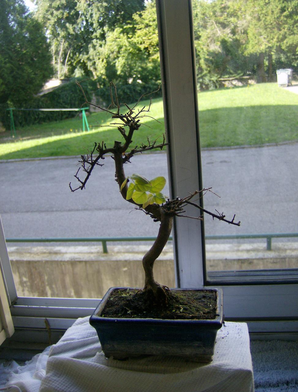 Photo du bonsaï : arbre thé du pauvre