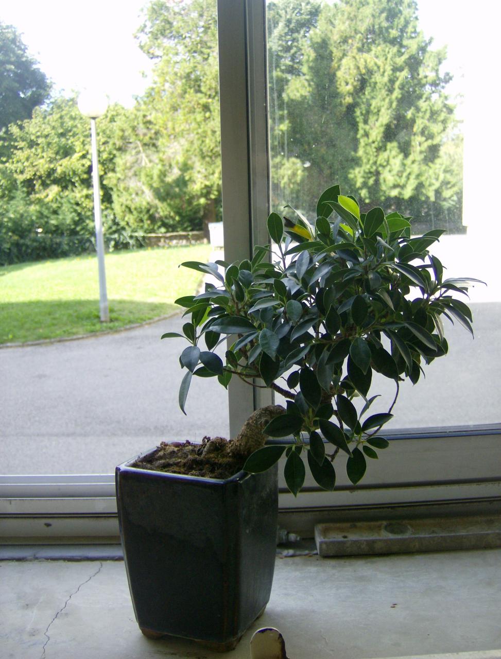 Photo du bonsaï : Ficus 
