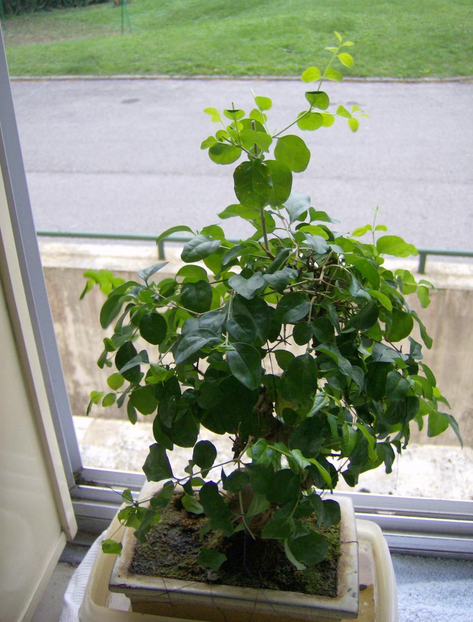 Photo du bonsaï : troêne de chine