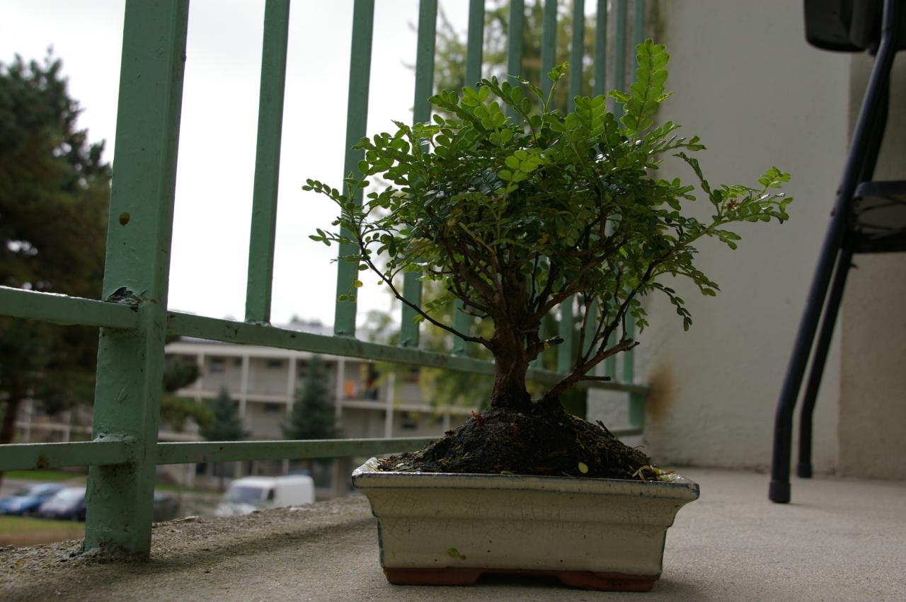 Photo du bonsaï : Faux poivrier