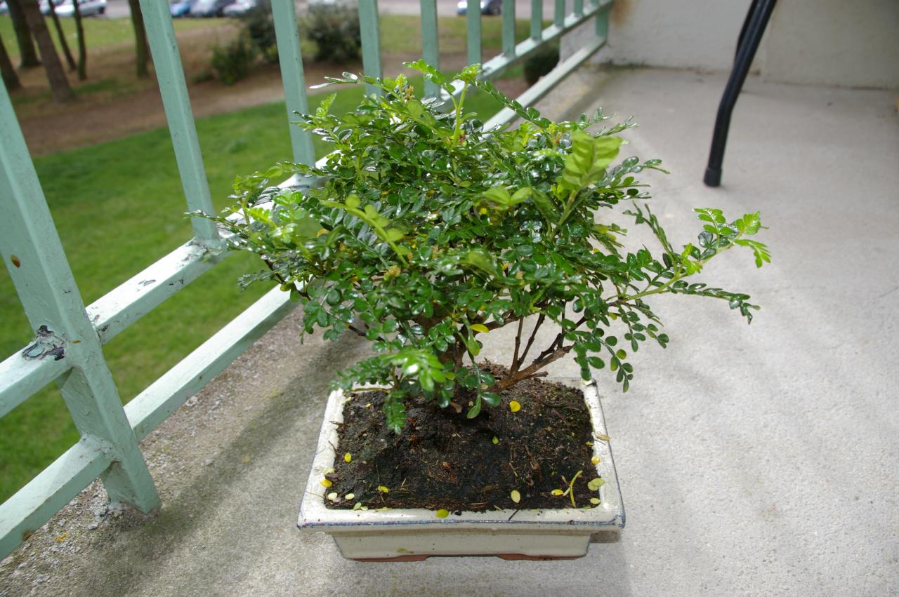 Photo du bonsaï : Faux poivrier