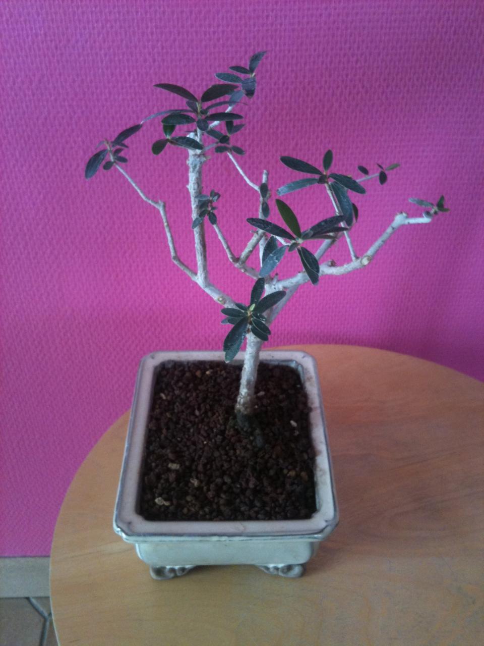 Photo du bonsaï : olivier 1b
