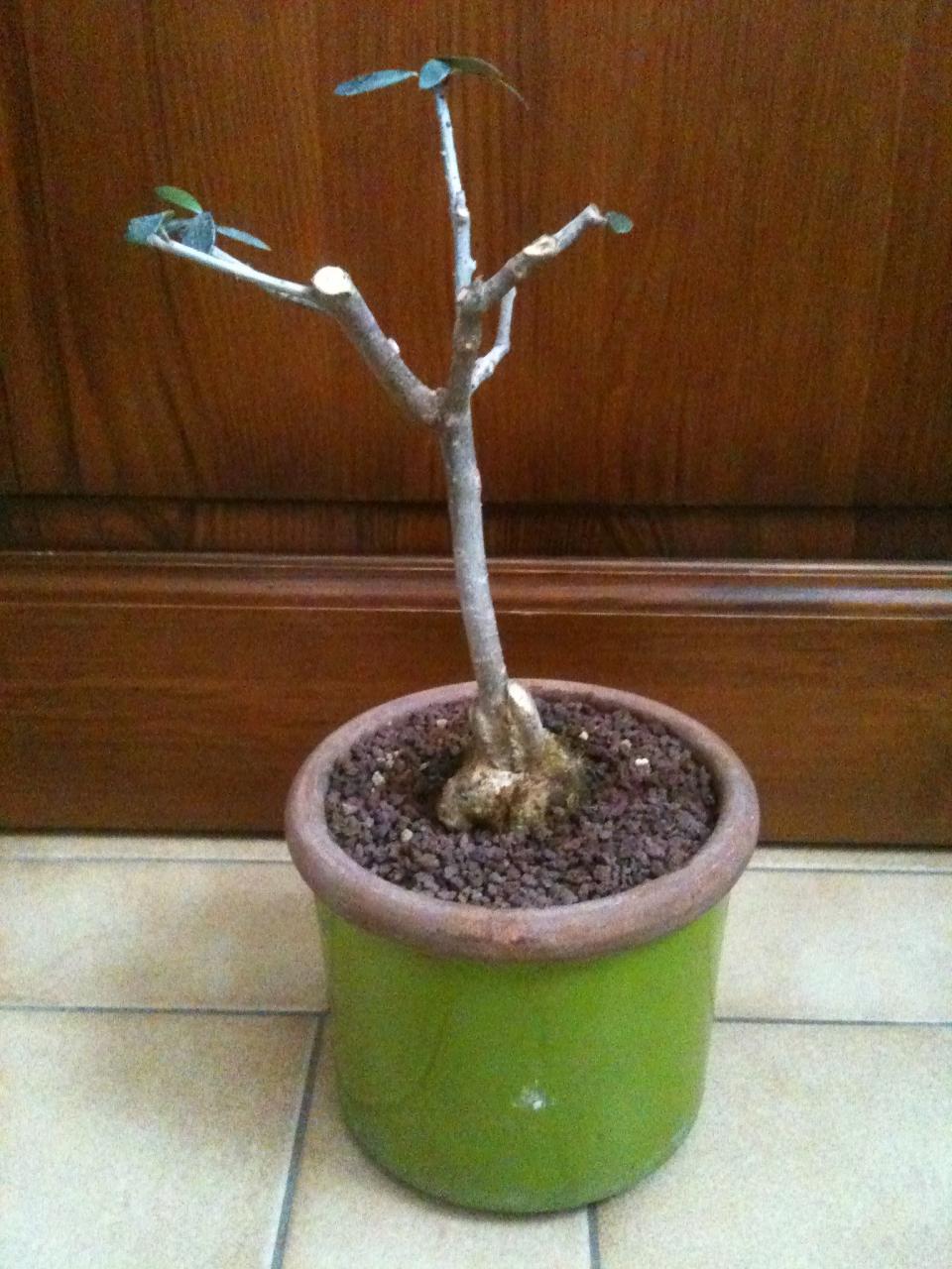 Photo du bonsaï : olivier 2a