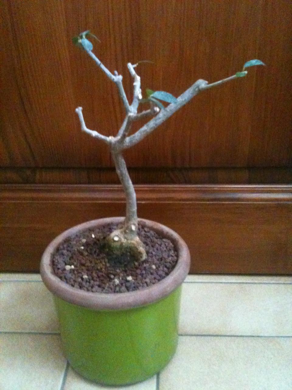 Photo du bonsaï : olivier 2b