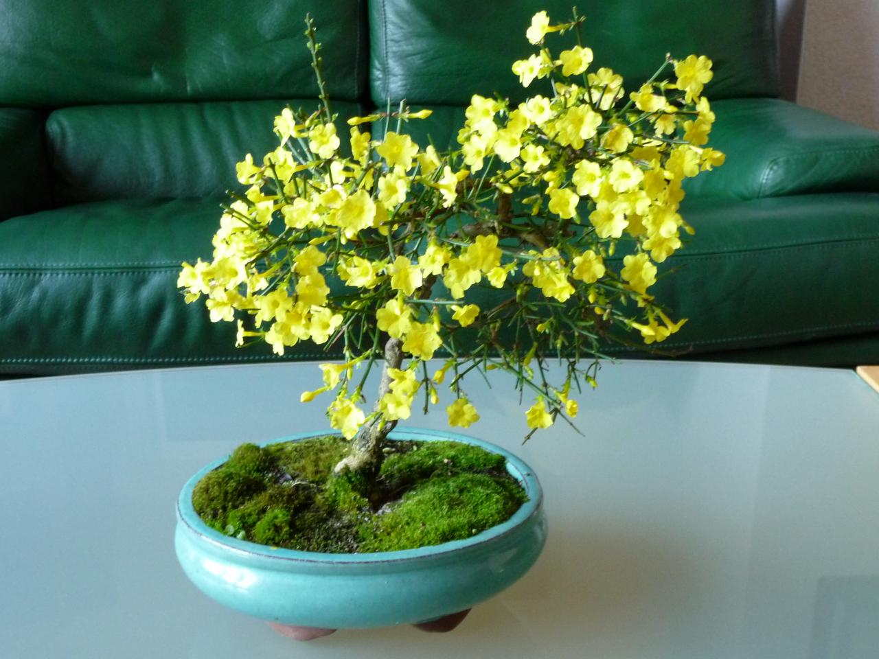 Photo du bonsaï : jasmin d'hiver