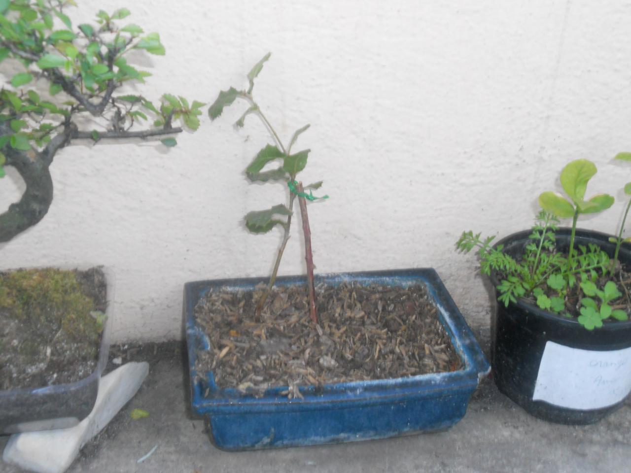 Photo du bonsaï : chene vert 