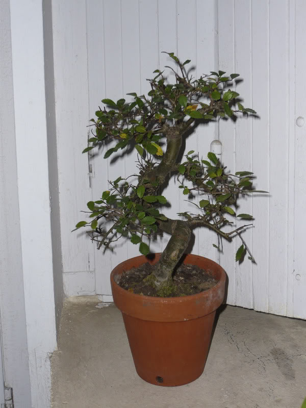Photo du bonsaï : Orme (Carrouf)