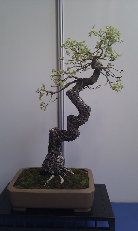 Photo du bonsaï : Chêne