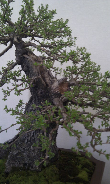 Photo du bonsaï : Prunus Mahaleb