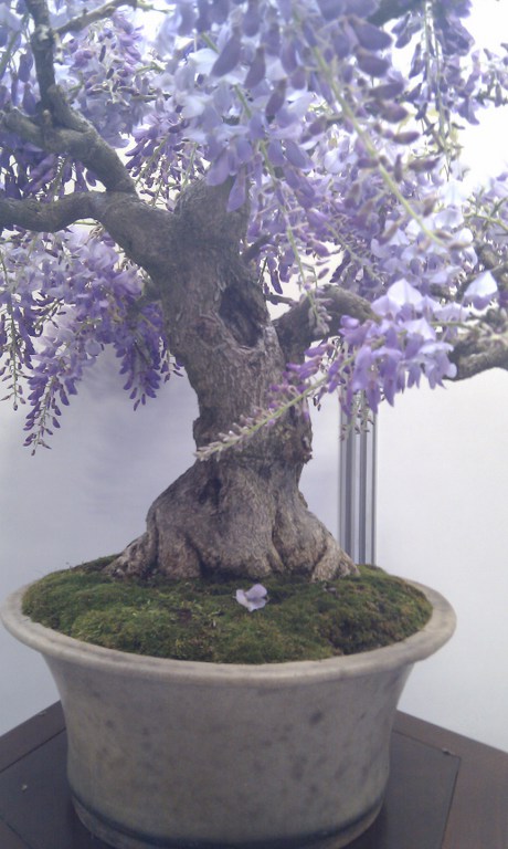 Photo du bonsaï : Glycine