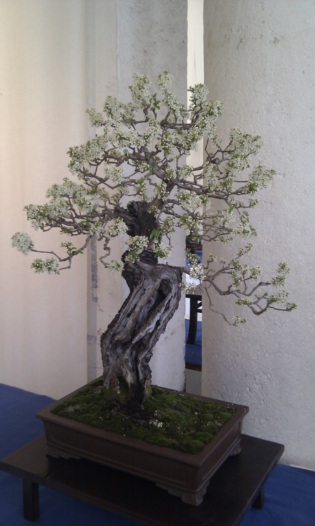 Photo du bonsaï : Prunus Manaleb