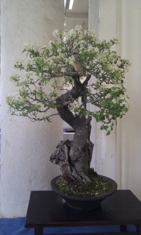 Photo du bonsaï : Cerisier de Sainte Lucie
