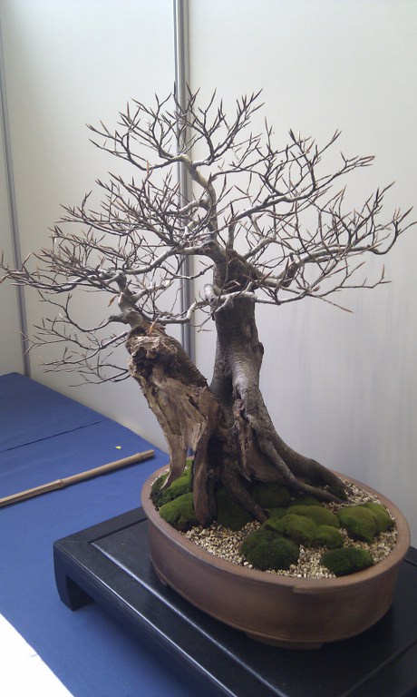 Photo du bonsaï : Hêtres