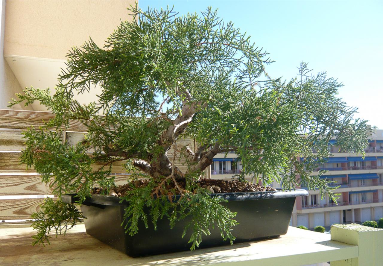 Photo du bonsaï : Genévrier de Chine - Goldstar