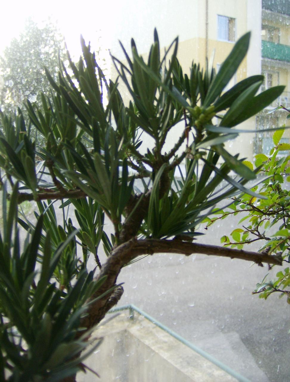 Photo du bonsaï : Podocarpus printemps 2011
