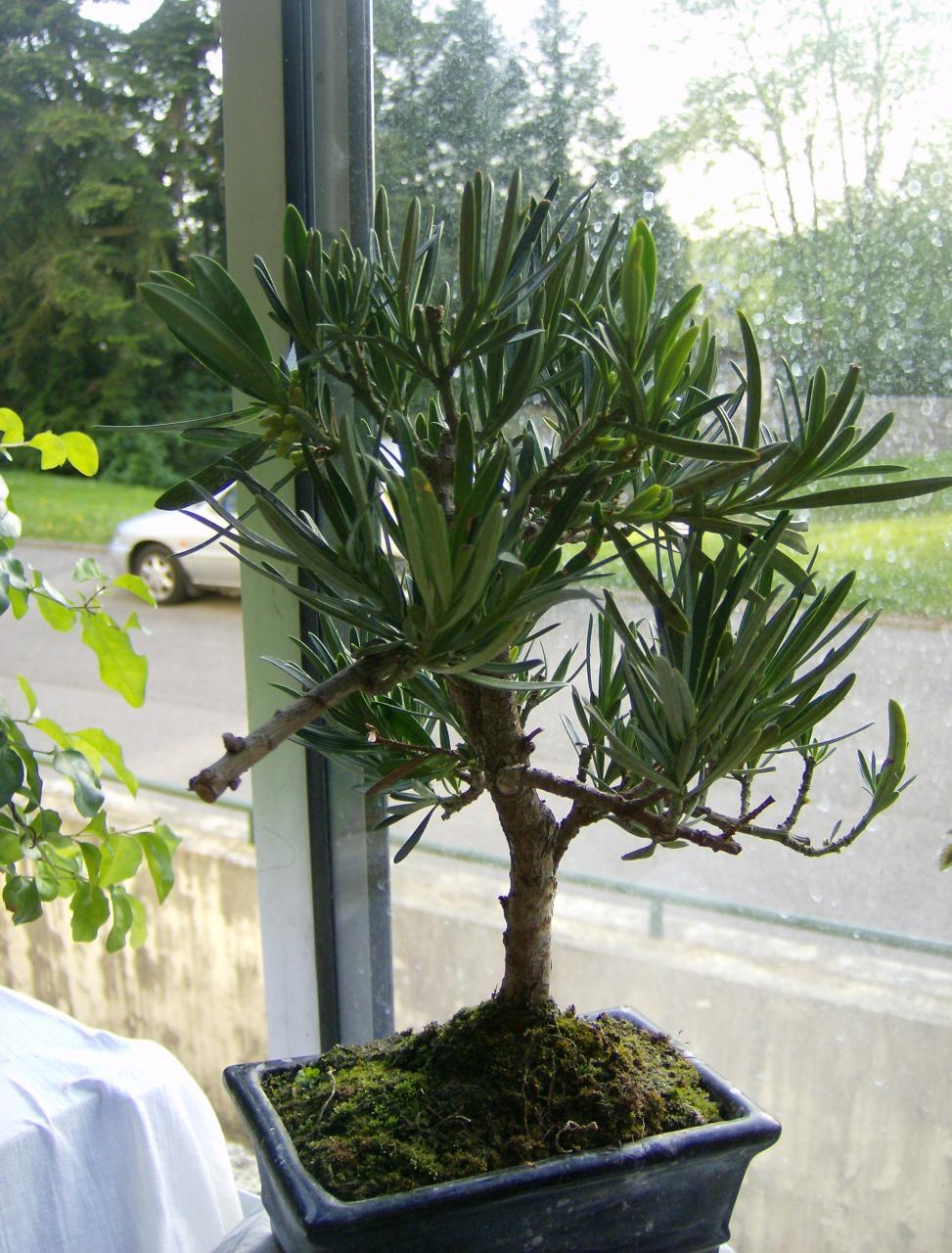 Photo du bonsaï : Podocarpus