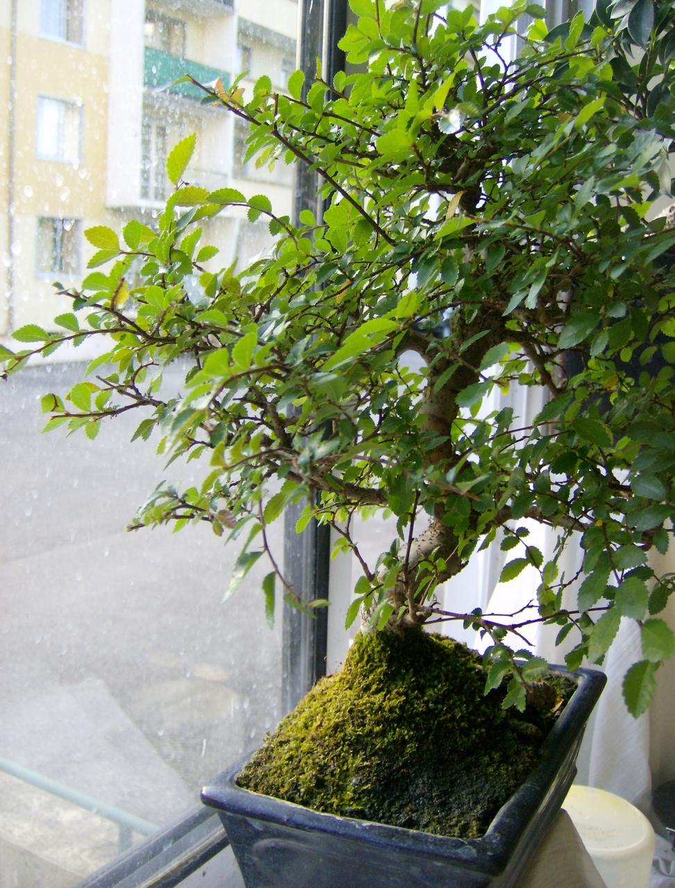 Photo du bonsaï : orme de chine