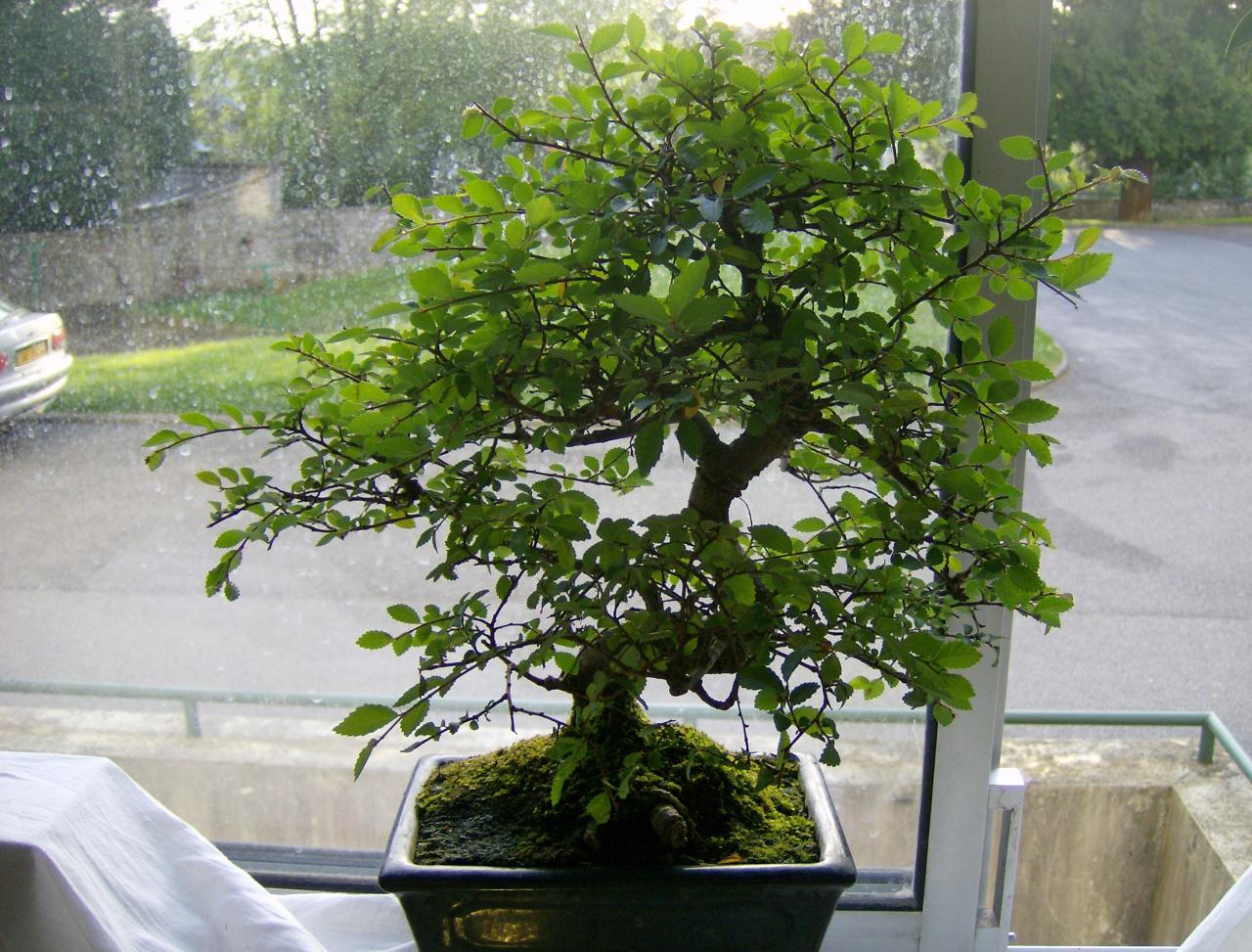 Photo du bonsaï : orme de chine
