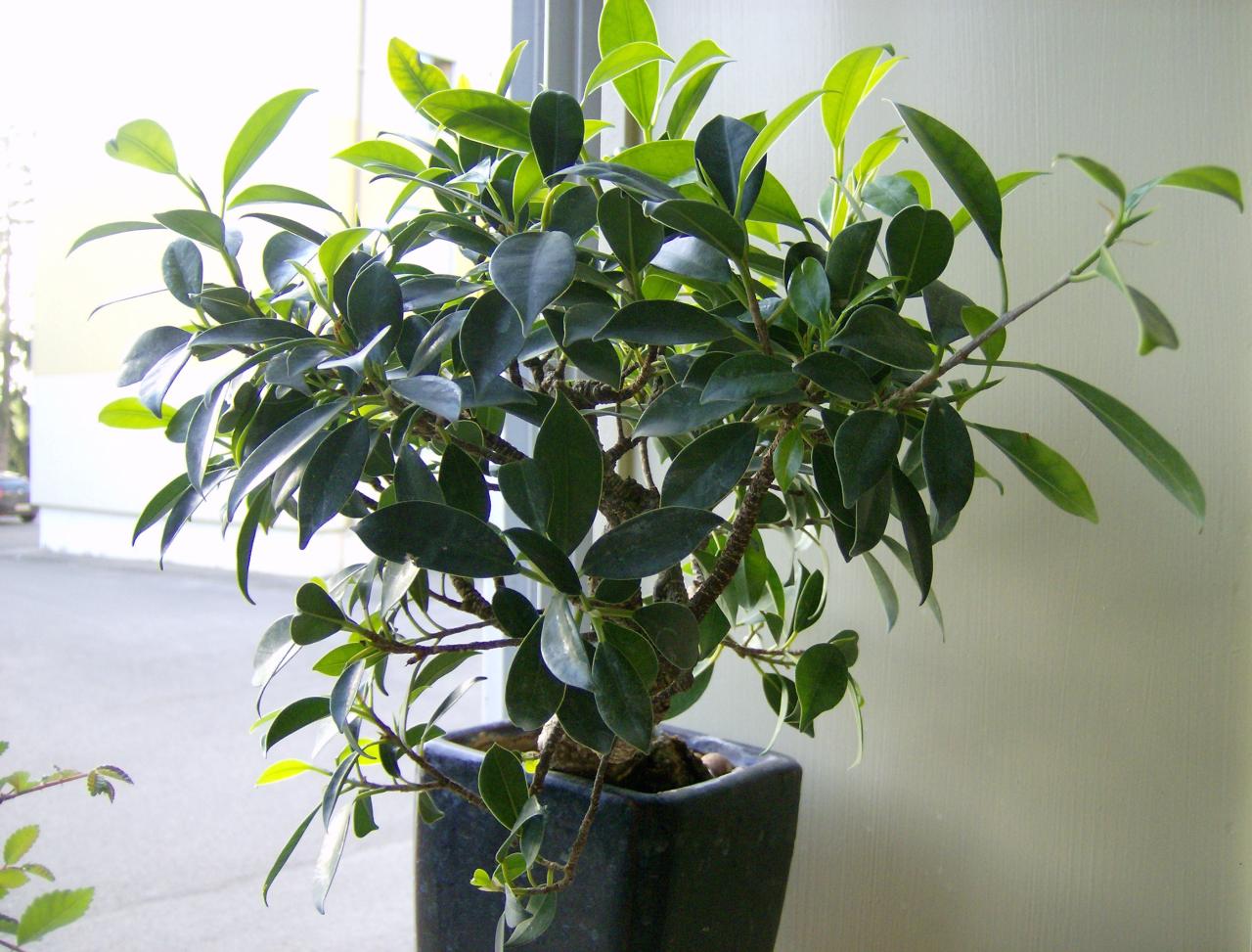 Photo du bonsaï : Ficus 