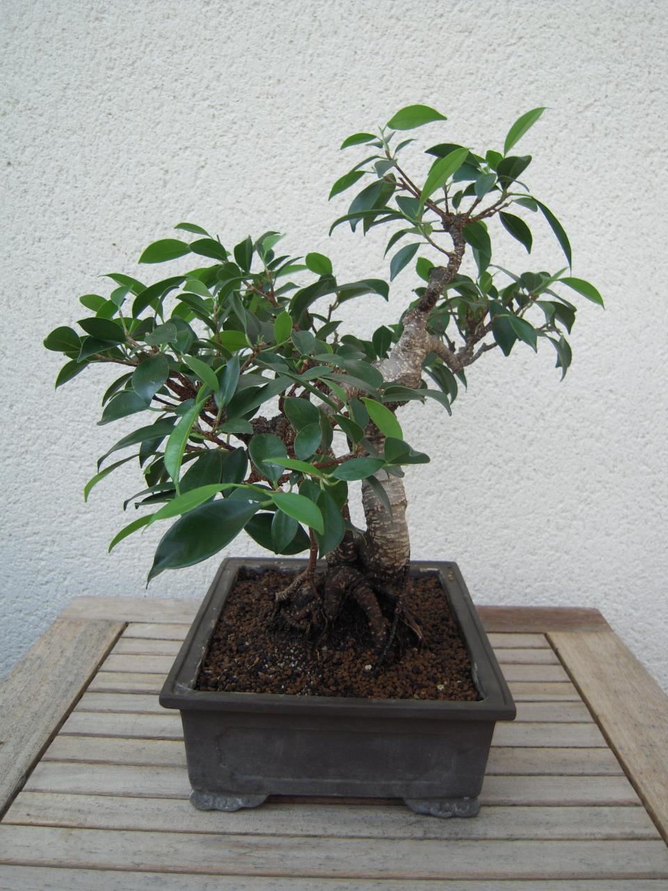 Photo du bonsaï : Ficus Banyan