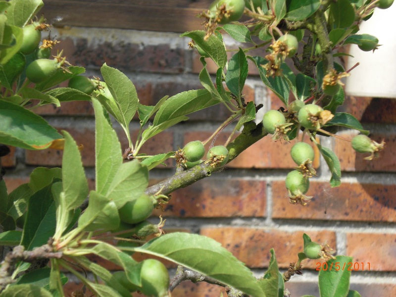 Photo de la catgorie Fruits